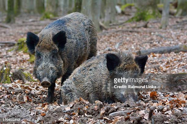 wild boar, sus scrofa - wild boar stock pictures, royalty-free photos & images