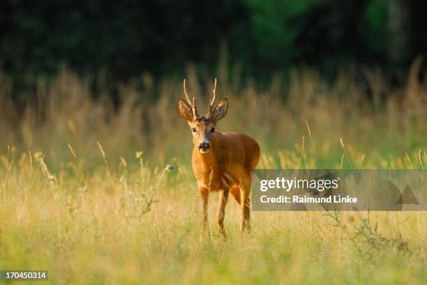 roebuck, capreolus capreolus - roe deer fotografías e imágenes de stock