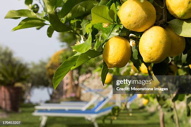 lemons on amalfi coast, italy - grove stock pictures, royalty-free photos & images