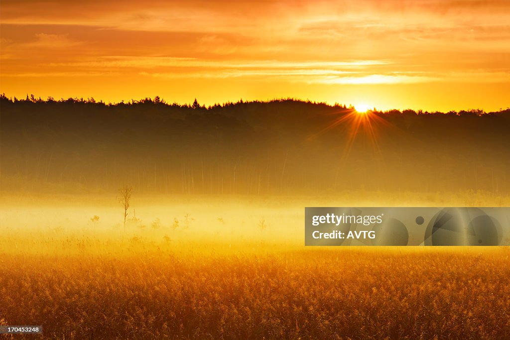Morning Rising Mist Morning Mist Rising From Enchanted Moor At Sunrise High-Res Stock Photo ...