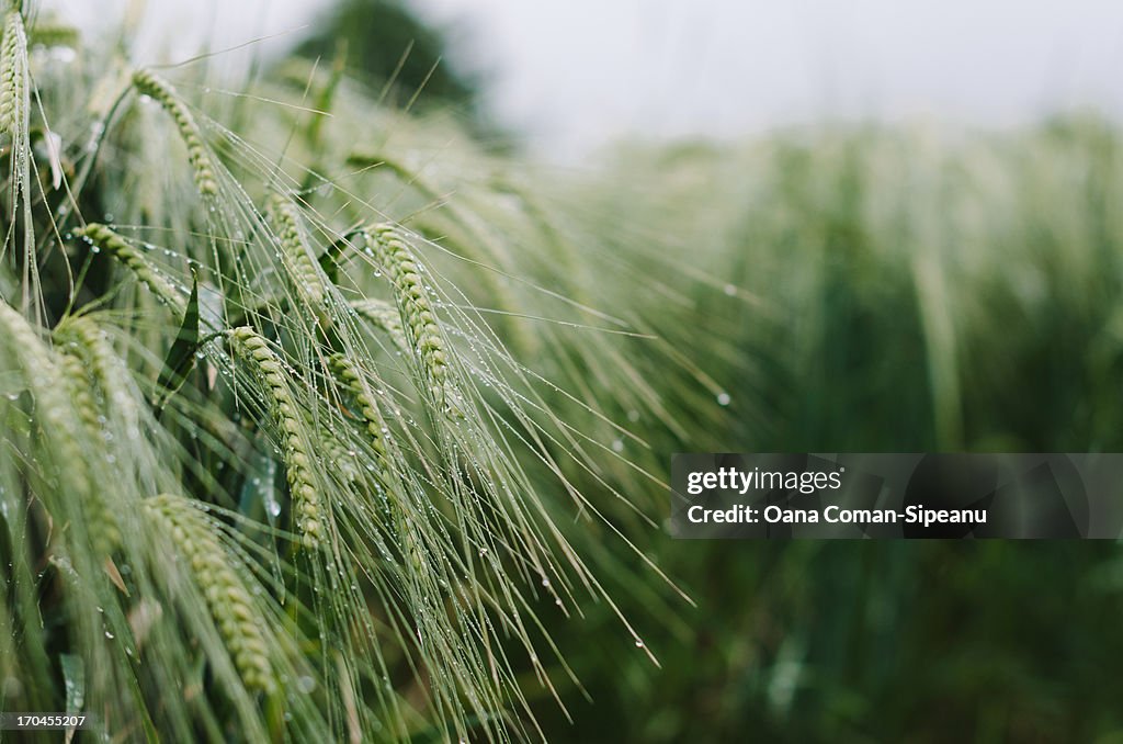 Rain in barley field