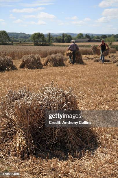 Stook Definition Stooks Photos and Premium High Res Pictures - Getty Images