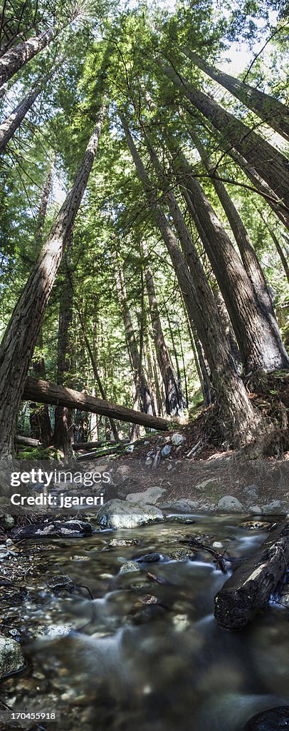 Forêt de Redwood et Stream