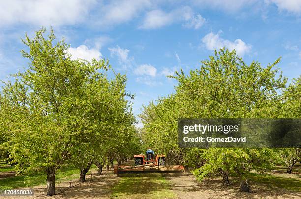 almond orchard with ripening fruit on trees - grove stock pictures, royalty-free photos & images