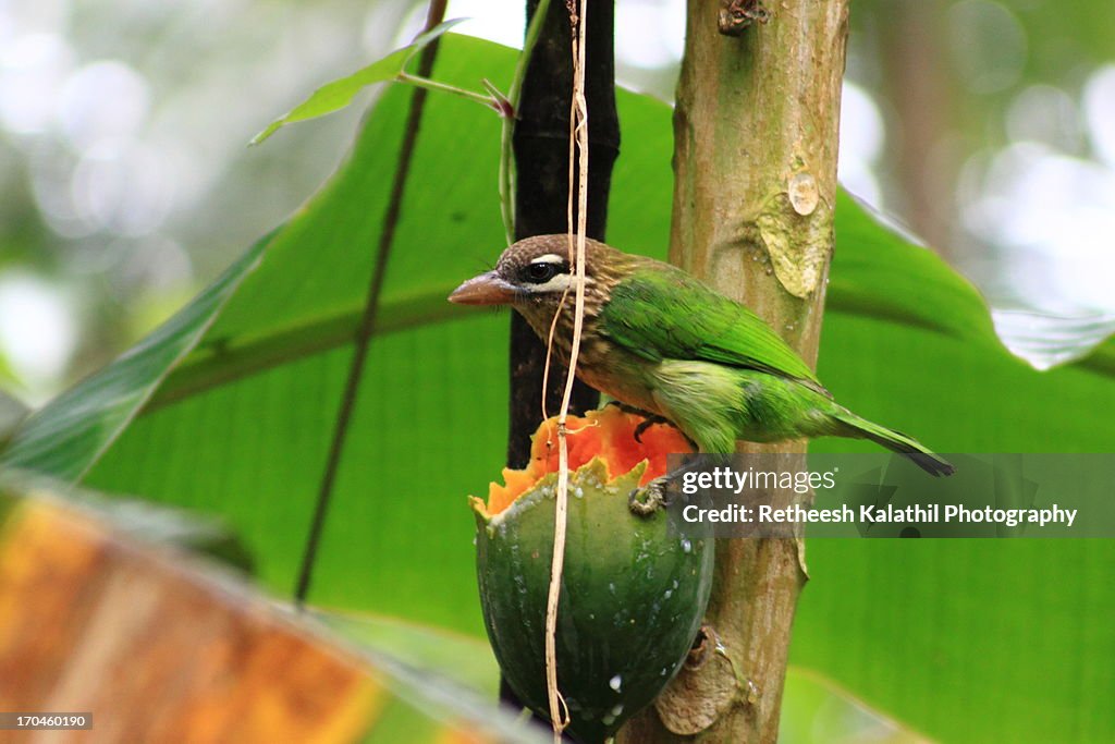 White-cheeked barbet