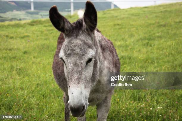 donkey, looking to camera - donkey stock pictures, royalty-free photos & images