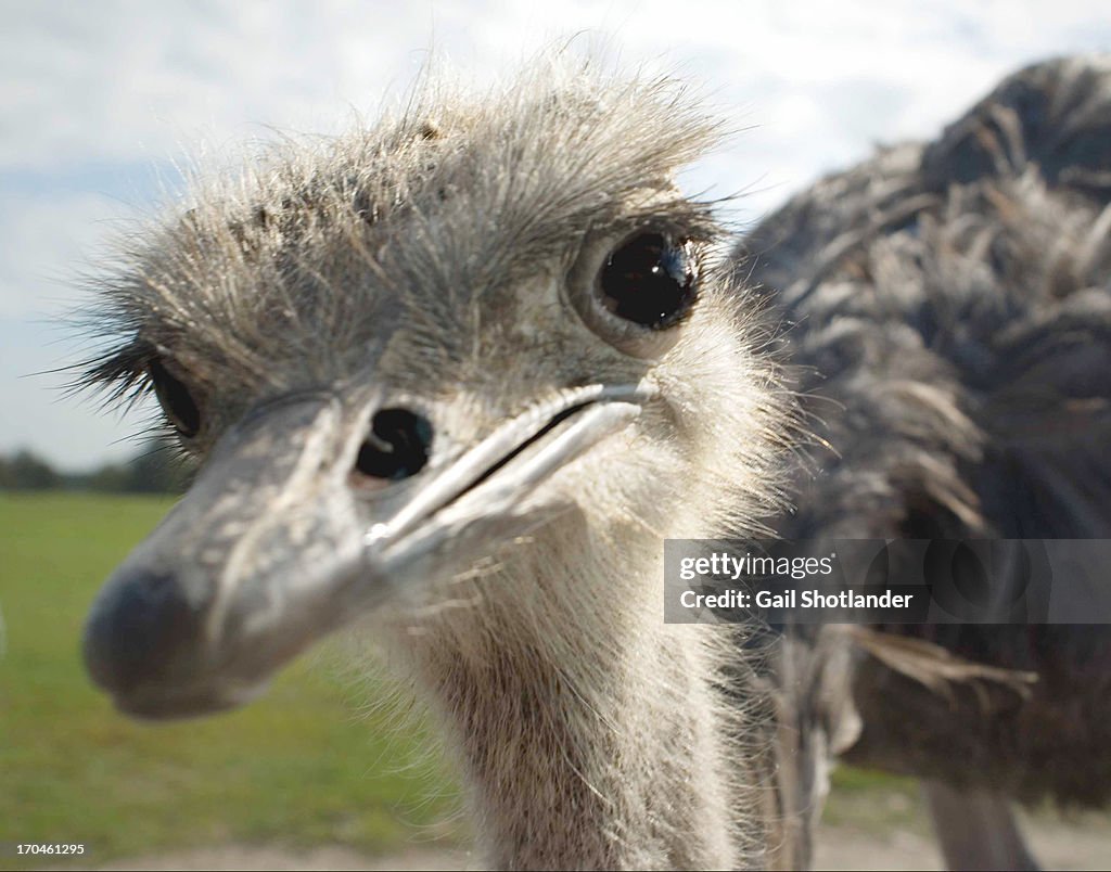 Anyone out there? Emu Face