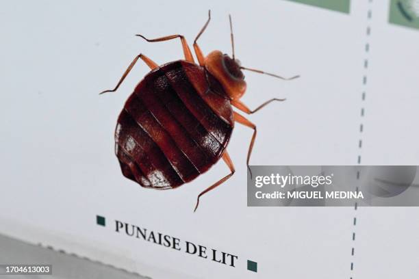 This photograph taken on October 3, 2023 shows an image of a bedbug on display at the Hygiene Premium, pest control shop, in Paris. The French...