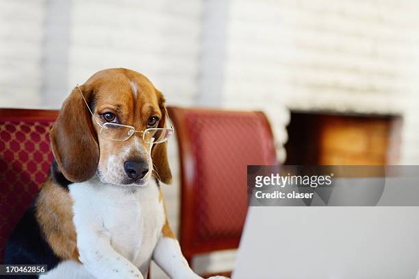 dog working comfortably from home - humor stockfoto's en -beelden