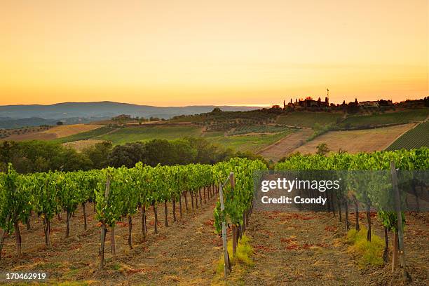 sunset over the vineyard from tuscany - montepulciano stock pictures, royalty-free photos & images