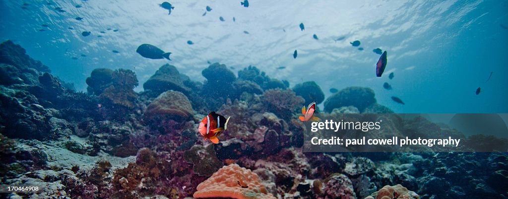 Clownfish scape