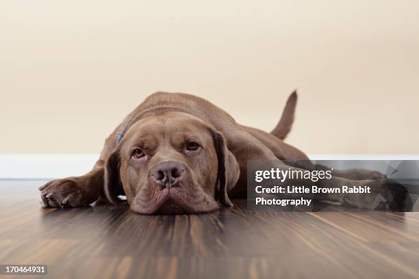 dead beat dog - french mastiff stock pictures, royalty-free photos & images