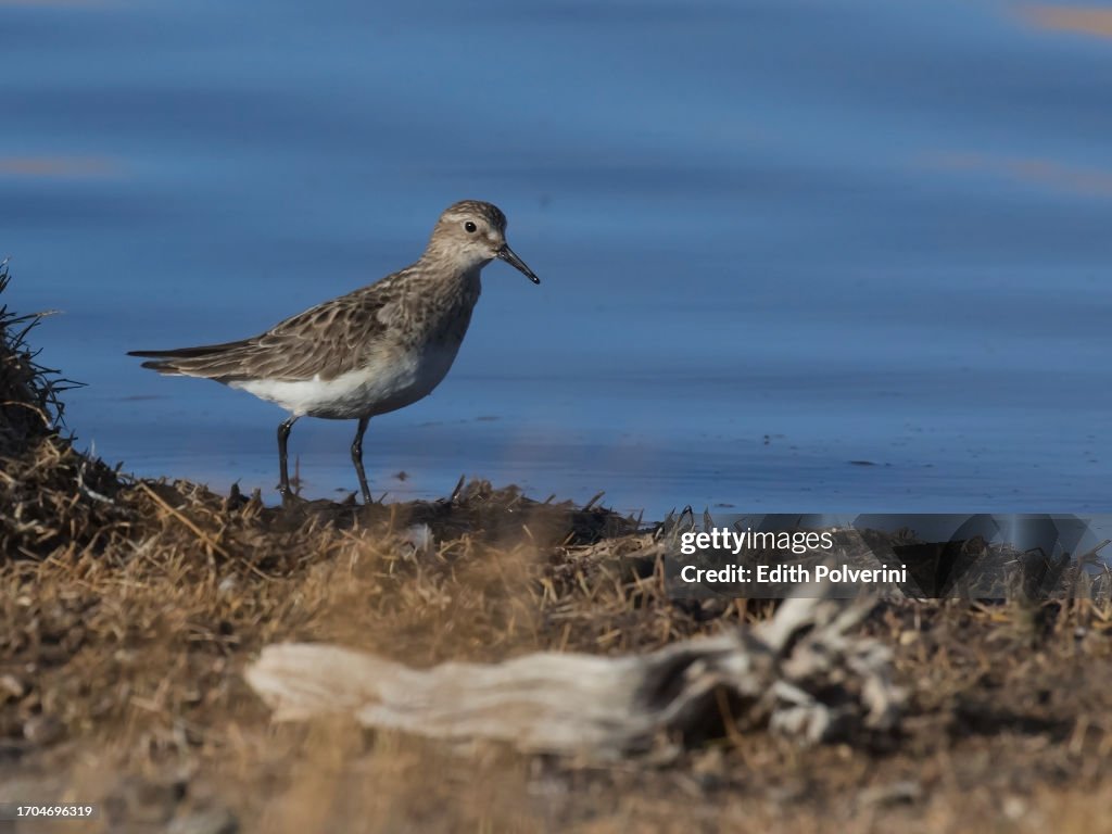 White-rumped Sandpiper