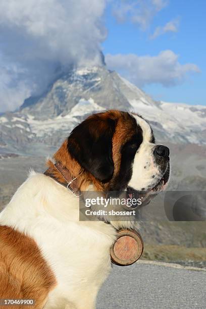 alpine saint bernard dog - saint bernard barrel stock pictures, royalty-free photos & images