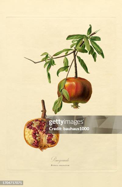 hand-colored antique illustration, pomegranate, botanical illustration, circa 1817 - wild pomegranate stock illustrations