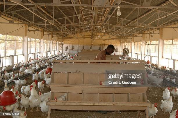 Poultry breeding, Senegal.