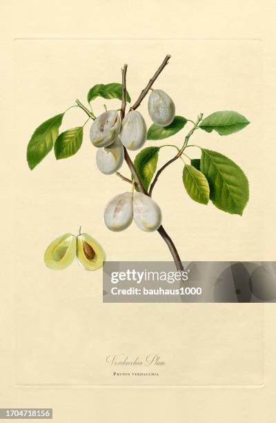 hand-colored antique illustration, plum, botanical illustration, circa 1817 - plums stock illustrations