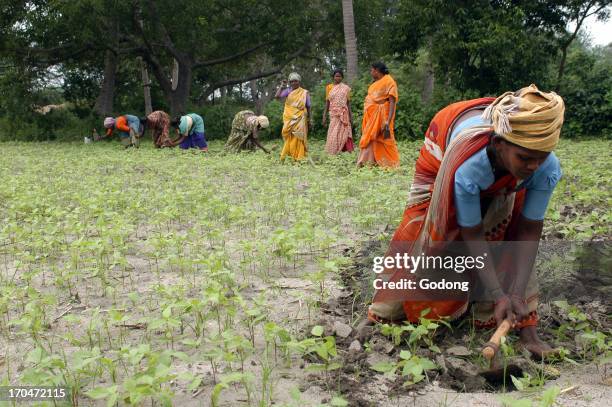 Outcaste women laboring land belonging to a high caste landowner, India.