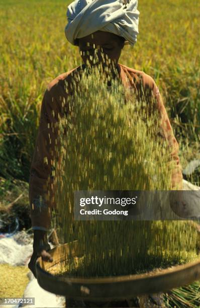 Rice farming, Indonesia.