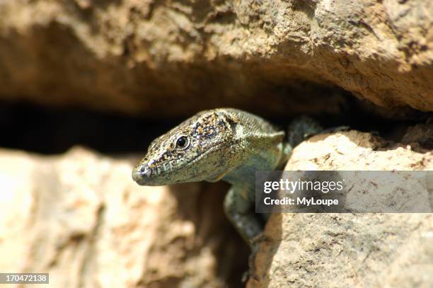 Moorish Gecko Tarentola mauritanica Lizard.