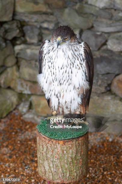 Bonelli's Eagle, Hieraaetus fasciatus, Falconry Centre, Yorkshire Dales National Park, England, UK.