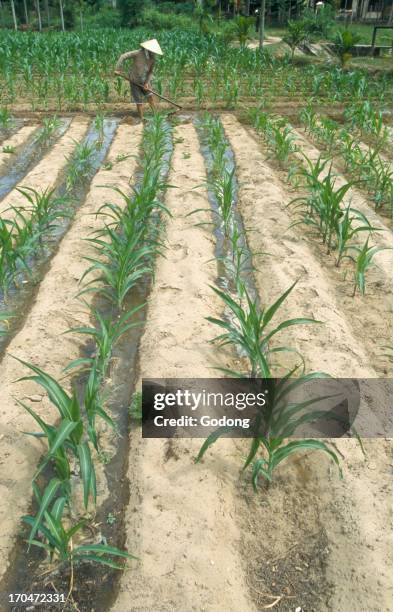 Farming, Vietnam.