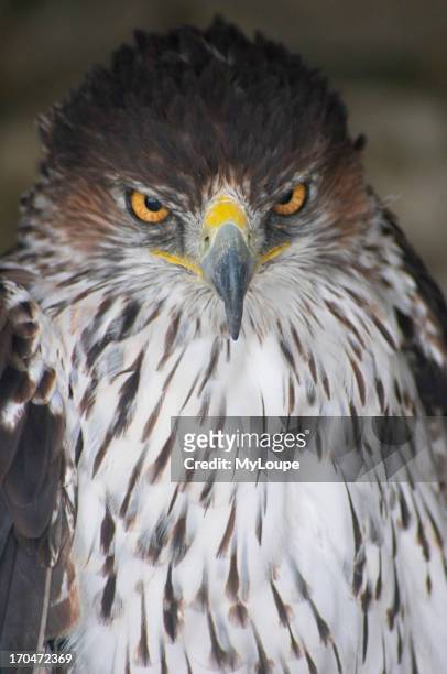 Bonelli's Eagle, Hieraaetus fasciatus, Falconry Centre, Yorkshire Dales National Park, England, UK.
