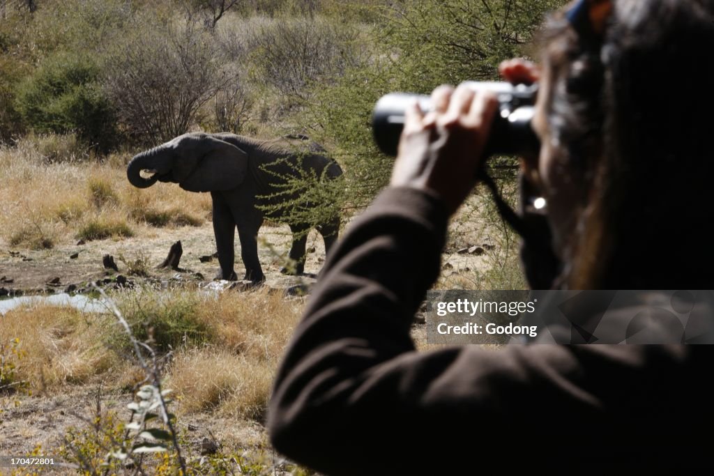 Madikwe game reserve, Safari, African elephant, South Africa.