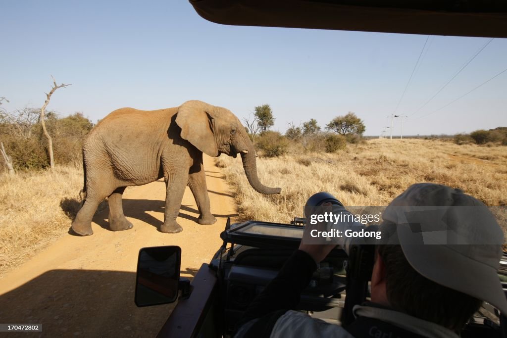 Madikwe game reserve, Safari, African elephant, South Africa.