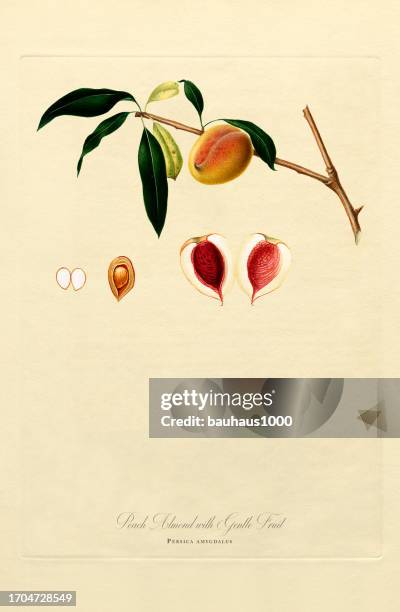 hand-colored antique illustration, peach, botanical illustration, circa 1817 - peach tree stock illustrations
