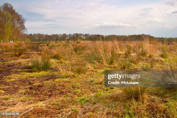 Views of Lindow Moss, where Pete Marsh the Lindow Man was discovered.