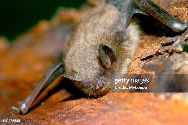 Little Brown Bat roosting on tree bark.