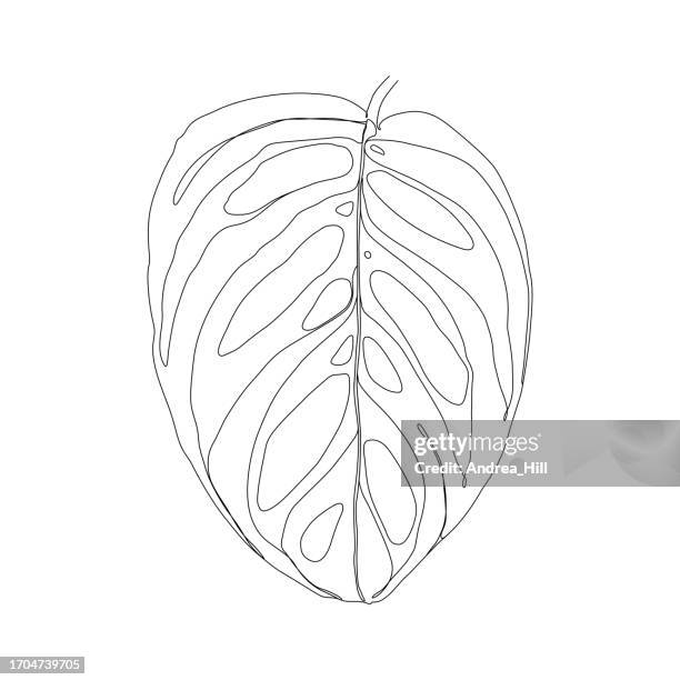 continuous line drawing of monstera esqueleto leaf with editable stroke - monstera stock illustrations
