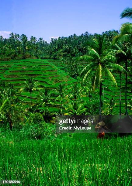 Layered rice fields in Bali Rich green color Layered rice fields in Bali Rich green color.