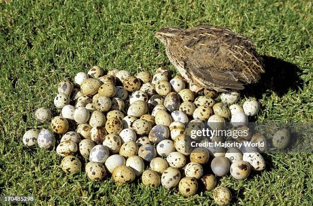 Bird. Quail with a pile of quail eggs. .