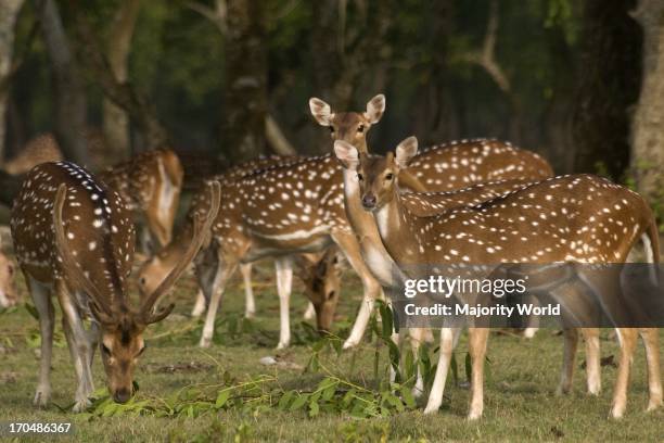 34 Hatiya Bangladesh Stock Photos, HighRes Pictures, and Images