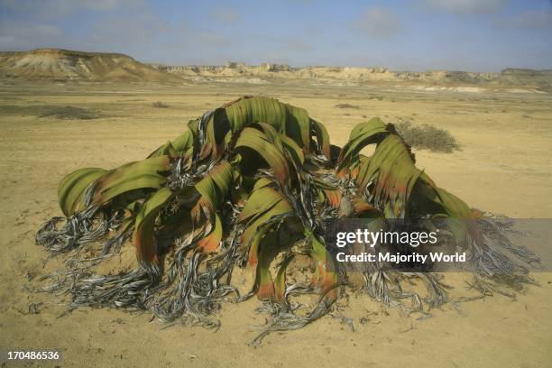 Welwitschia plant, one of the world longest living plants that live to 1500 years. Found in the Namib Desert, pictured here in Angola. .