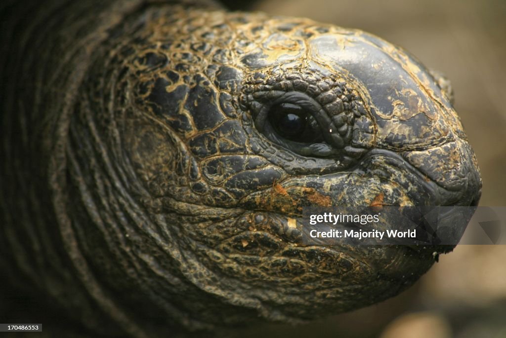 Close-up view of a giant Aldabra tortoise, Aldabra Island, Seych