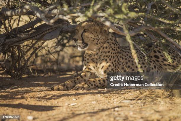 Cheetah viewing and accommodation at Solitair Cheetah park in Namibia.