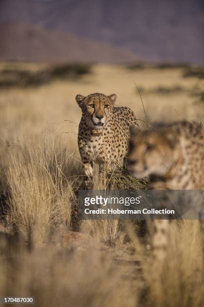 Cheetah viewing and accommodation at Solitair Cheetah park in Namibia.