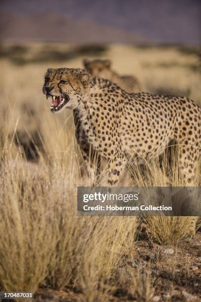 Cheetah viewing and accommodation at Solitair Cheetah park in Namibia.