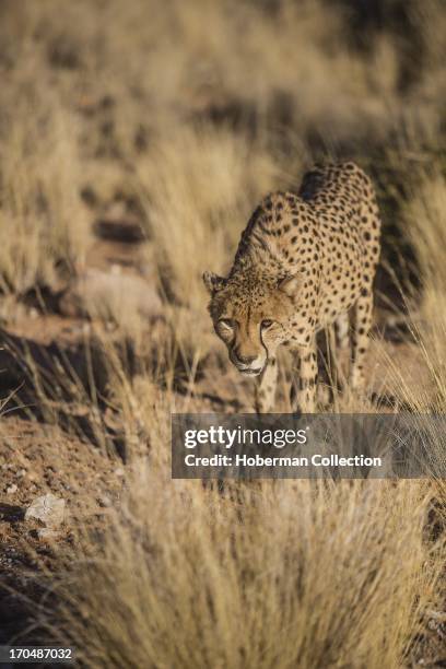 Cheetah viewing and accommodation at Solitair Cheetah park in Namibia.