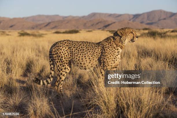 Cheetah viewing and accommodation at Solitair Cheetah park in Namibia.