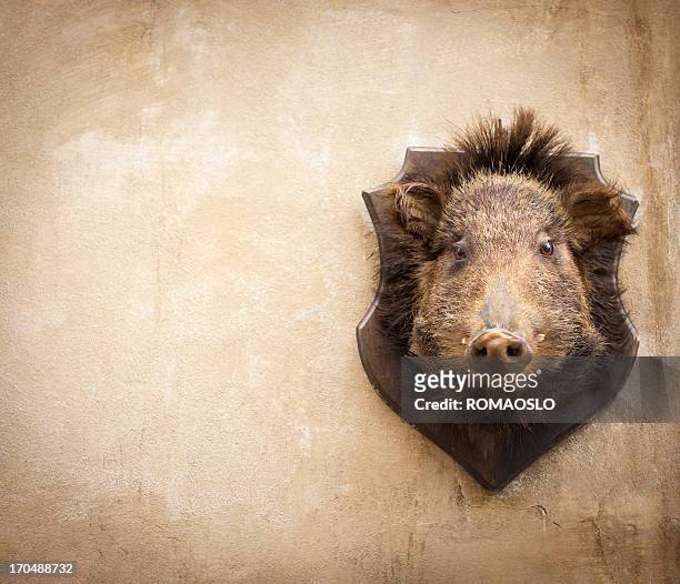 wild boar auf einer wand in volterra, toskana, italien - hunting trophy stock-fotos und bilder