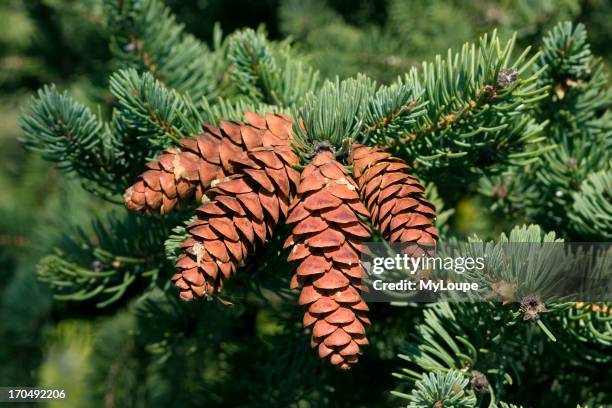 Picea Glauca.