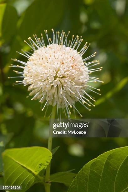 67 Buttonbush Stock Photos, High-Res Pictures, and Images - Getty Images