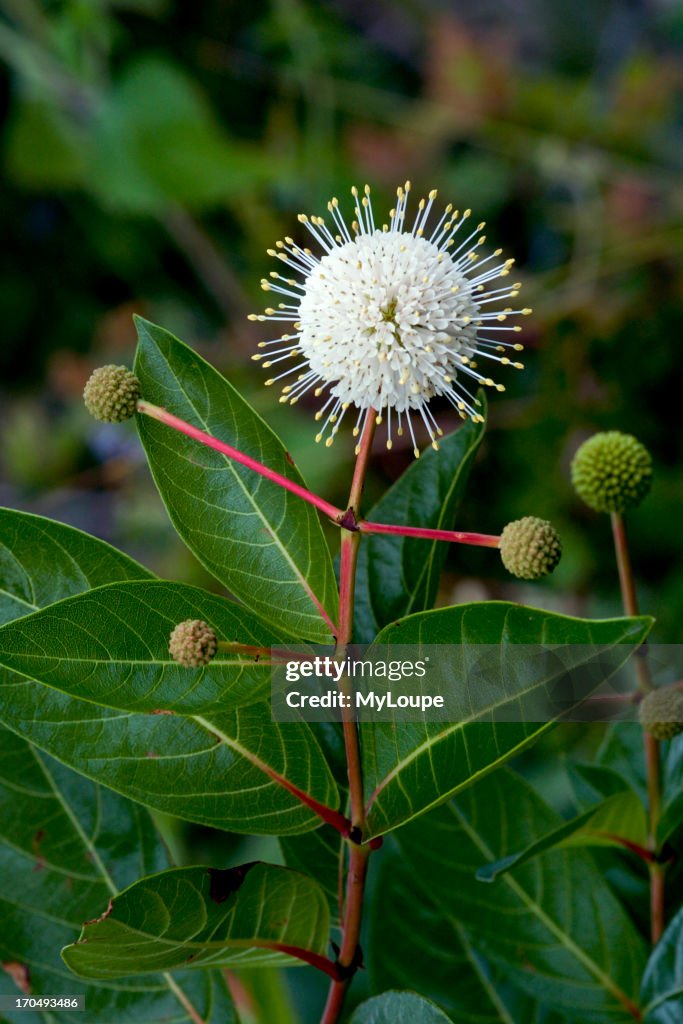 Buttonbush Plant in Bloom