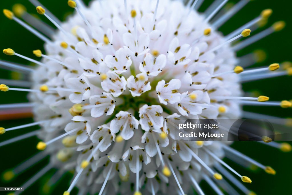 Buttonbush Plant in Bloom