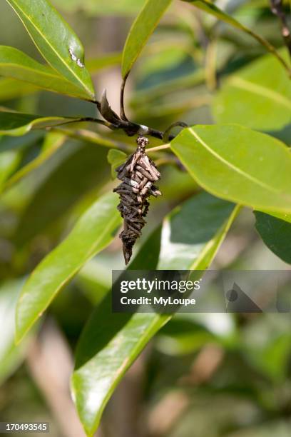 Bagworm Moth Cocoon Made Of Sticks.