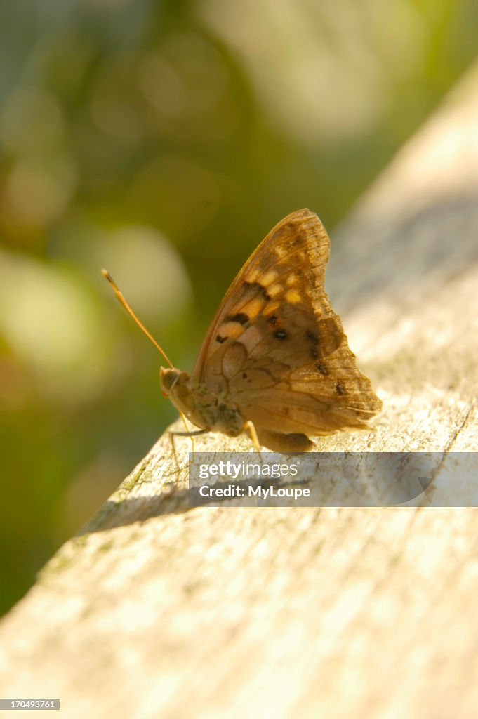 Silver-Spotted Skipper Butterfly